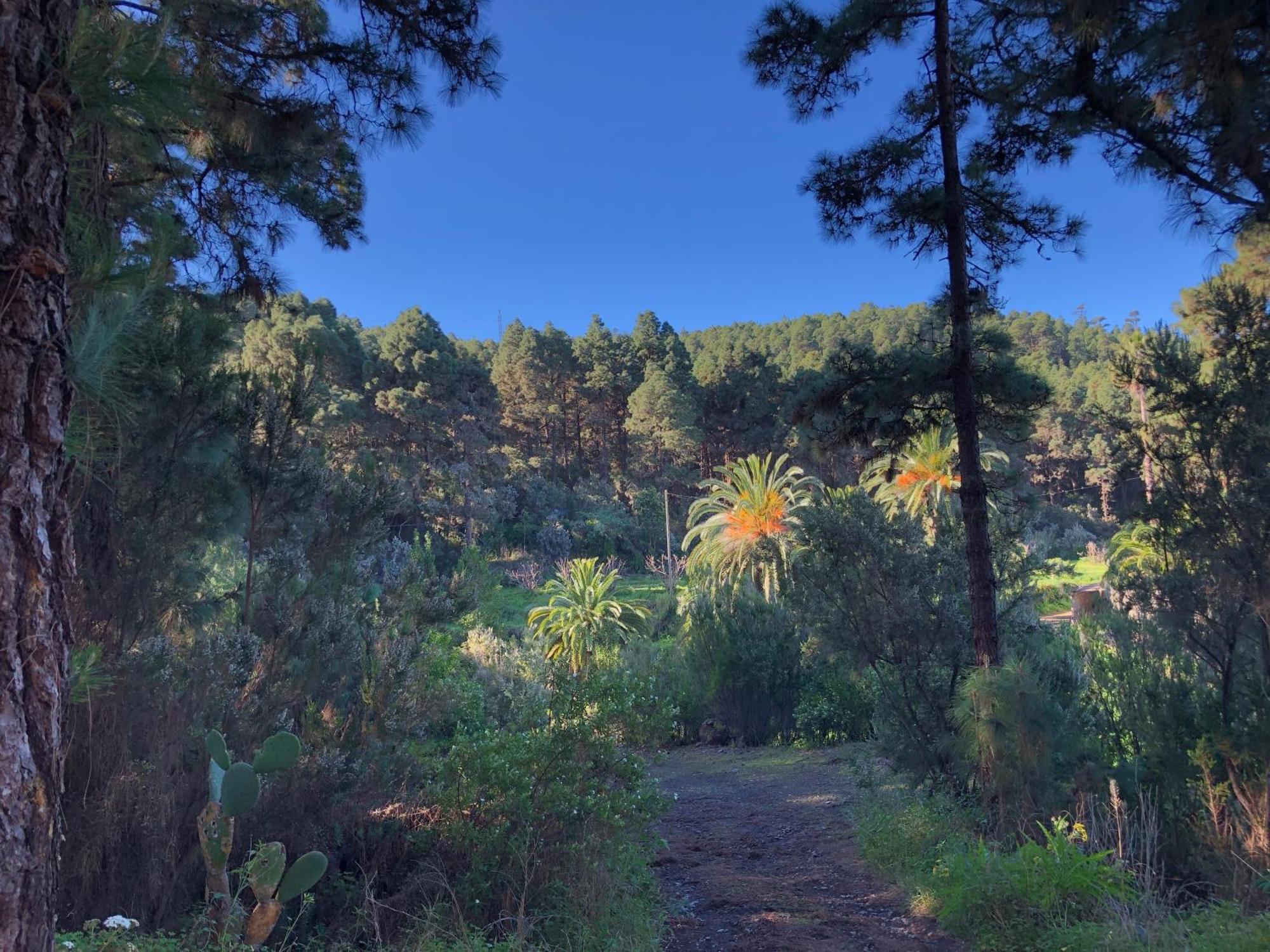 Monte Frio De Tenerife La Guancha Eksteriør bilde